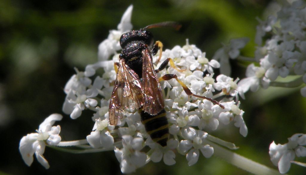 Quale Cerceris? cfr. quadricincta, maschio, Crabronidae